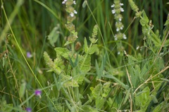 Stachys stricta
