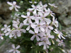 Petrocoptis glaucifolia