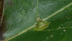 Phylloxera caryaefoliae
