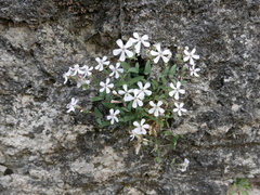 Petrocoptis glaucifolia