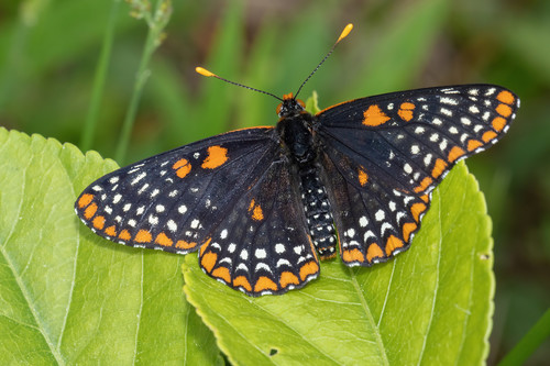 Baltimore Checkerspot