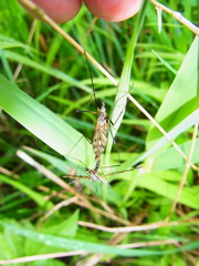 Tipula varipennis