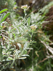 Hormathophylla spinosa