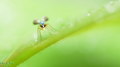 Condylostylus nebulosus