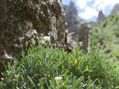 Hormathophylla spinosa