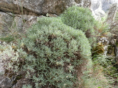 Hormathophylla spinosa