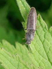 Agriotes lineatus