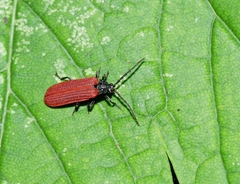 Pyropterus nigroruber