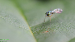 Condylostylus nebulosus
