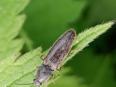 Agriotes lineatus