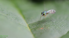 Condylostylus nebulosus