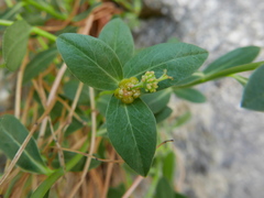 Euphorbia pyrenaica