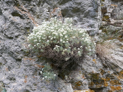 Hormathophylla spinosa