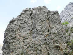 Hormathophylla spinosa