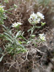 Hormathophylla spinosa