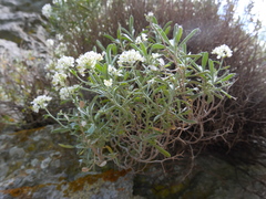 Hormathophylla spinosa