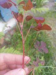 Oxalis stricta rufa