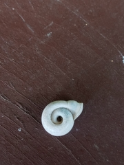 Planorbini