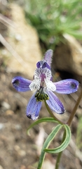 Delphinium lineapetalum