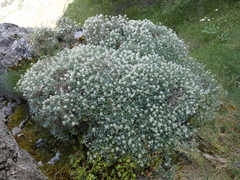 Hormathophylla spinosa