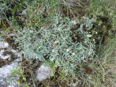 Hormathophylla spinosa