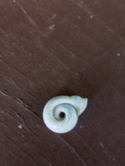 Planorbini