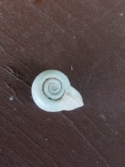 Planorbini