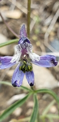 Delphinium lineapetalum