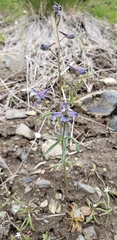 Delphinium lineapetalum