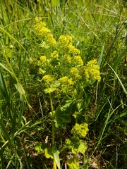 Alchemilla xanthochlora