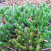 Selaginella rupestris - Photo (c) bdunc, μερικά δικαιώματα διατηρούνται (CC BY-NC)