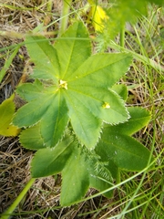 Alchemilla xanthochlora