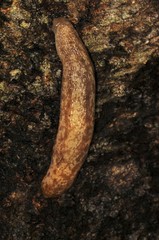 Philomycus flexuolaris