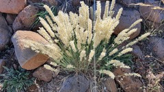 Melica persica