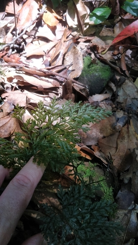 Image of Vandenboschia speciosa by (c) Vítor Jorge, some rights reserved (CC BY)