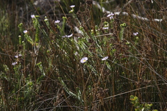 Polyarrhena reflexa