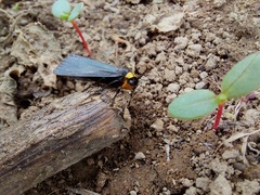 Gnamptonychia ventralis