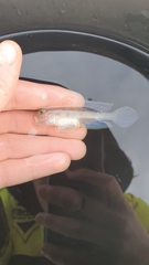 Lesueurigobius friesii