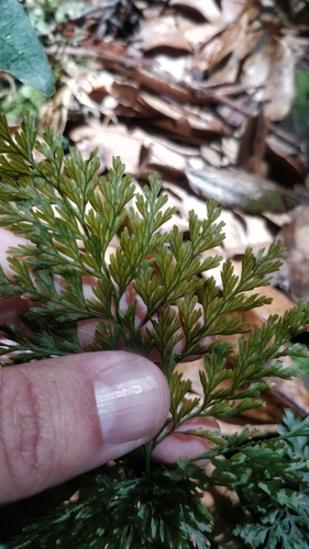 Image of Vandenboschia speciosa by (c) Vítor Jorge, some rights reserved (CC BY)