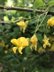 Caragana arborescens