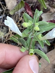 Scutellaria californica