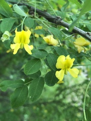 Caragana arborescens