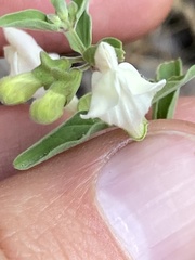 Scutellaria californica
