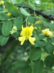 Caragana arborescens