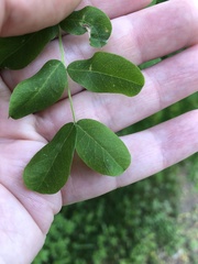 Caragana arborescens