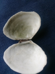 Macoma inquinata
