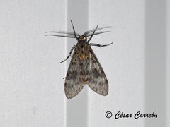 Eucereon myrina