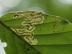 Stigmella hemargyrella