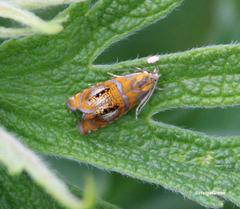 Olethreutes arcuella