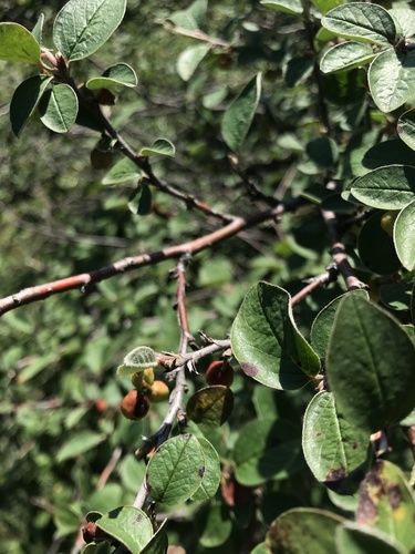Dunjarica (Cotoneaster)